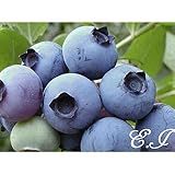 ブルーベリー 苗木 サンシャインブルー 苗 2年生 挿し木苗 【 サザンハイブッシュ系 】