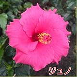 1つの花の持ちが違う ハイビスカス ロングライフシリーズ ５号鉢植え【ジュノ】晩秋まで咲き続け毎年楽しめる