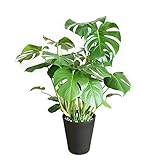 モンステラ 観葉植物 インテリア 大型 大 ブラックセラアート鉢 8号