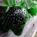 Red giant Climbing Strawberry Seeds Fruit Seeds For Home & Garden DIY rare seeds for bonsai - 100 se