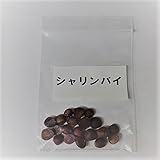 盆栽種子：シャリンバイ