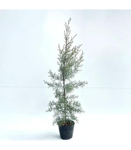 Amazon.co.jp: コニファー『ブルーアイス』12～15cmポット苗 : DIY