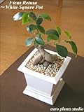 精霊の宿る木★ガジュマル / ホワイトスクエア / Ficus Retusa / WhiteSquare / インテリア観葉植物 / 鉢植え