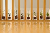 【全く新しいタイプの観葉植物】　ボトルカルチャー　ロングサークル１５０　３個セット
