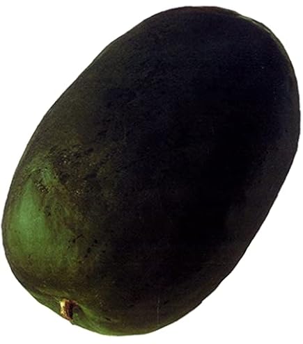 Amazon | 姫とうがん タキイのミニとうがん種です | 野菜