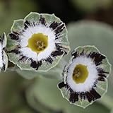 [ オーリキュラ ] カレン・コードレイ