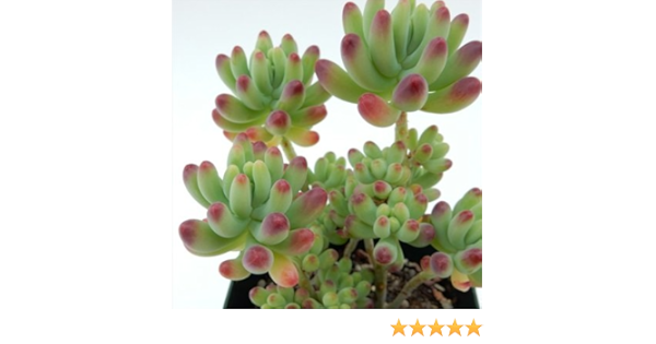 Amazon Irzセダム 乙女心 オトメゴコロ 多肉植物 9cmポット 観葉植物 オンライン通販