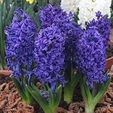 ヒアシンス(花壇用）　紫色　３球入