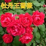 flowers seed for garden Climbing Rose 200pcs floer GREAT PROMOTION Plants planters Bonsai 7