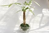 【土を使っていないから衛生的でお部屋のインテリアにぴったり。】　観葉植物　ハイドロカルチャー　平角ガラス　苔玉　パキラ