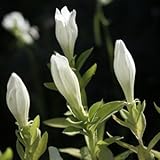 白花エゾリンドウ