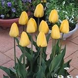 チューリップ　ゴールデンオックスフォード　５球入