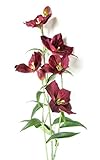 Darice Dancing Lily Home Decor, 29', Fuchsia [並行輸入品]