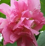100％オリジナルの100pcs 30kinds多色ハイビスカス種子HIBISCUS ROSA-ススキの種子盆栽植物の花の種