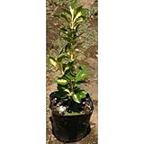 フイリ金マサキ (中斑) 3.5号ポット 10本セット