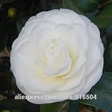 50 pcs/bag Camellia seeds home garden flowers seed rainbow color bonsai plants rare tree seeds for 2