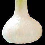 国華園　ニンニク種球　平戸　500g【※発送が国華園からの場合のみ正規品です】