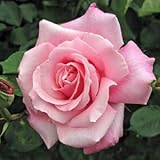 バラ苗 桃香（ももか） 国産新苗4号ポリ鉢 ハイブリッドティー(HT) 四季咲き大輪 ピンク系