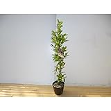 カラタネオガタマ・ポートワイン 樹高0.5m前後 15cmポット 5～6月に甘い香りの花が咲く 苗木 植木 苗 庭木 生け垣