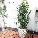 ベンジャミン バロック 7号鉢 ＋ IKEA北欧カゴ付き