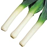 【メール便配送】　国華園　野菜たね　ネギ　リーキ　1袋(5ml)【※発送が国華園からの場合のみ正規品です】