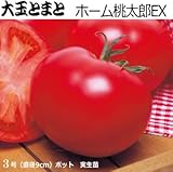 実生 大玉トマト 苗 ホーム桃太郎EX トマト (実生)