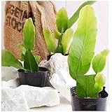 （観葉植物）月下美人（ゲッカビジン） Ｍサイズ ３号（１ポット） 北海道冬季発送不可