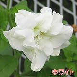 ペチュニア プリンセス八重咲きダブル 【ホワイト】 ・栄養系宿根草 小中輪タイプ