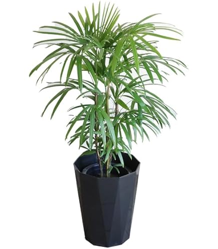 シュロチク　棕櫚竹　8号鉢　2 観葉植物 Amazon｜観葉植物 棕櫚竹（シュロチク） 8号 【ブラウン鉢カバー付