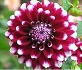 dahlia,dahlia flower vary Colors Dahlias Seeds For DIY Home Garden 20 seeds /bag 5