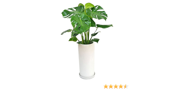 Amazon フラワーコーポレーション モンステラ 観葉植物 グリーン 円柱形陶器鉢植え 7号 観葉植物 オンライン通販