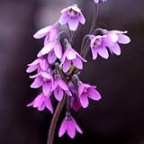 サクラソウモドキ