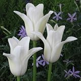 チューリップ　ホワイトスワン（新潟７号）　５球入