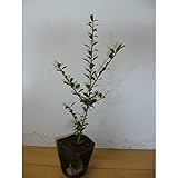 【50本セット】 イヌツゲ 樹高0.3m前後 10.5cmポット (犬黄楊) いぬつげ 苗木 植木 苗 庭木 生け垣