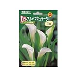 春植え球根 カラーアルバマキュラータ ホワイト (139909)