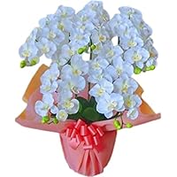 Amazon Co Jp 売れ筋ランキング 胡蝶蘭 の中で最も人気のある商品です