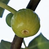 いちじく苗木　カドタ