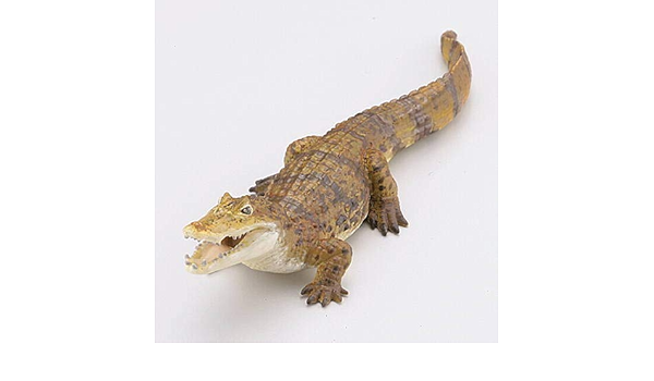 Amazon カプセルqミュージアム Wild Rush 真 世界動物誌ii 南アメリカ アマゾン編 5 メガネカイマン 単品 フィギュア ドール 通販