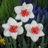 スイセン　パーフェクトレディ　３球入