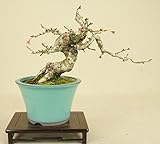 いよじ園 十月桜 小品盆栽 【雑木盆栽 花物盆栽】