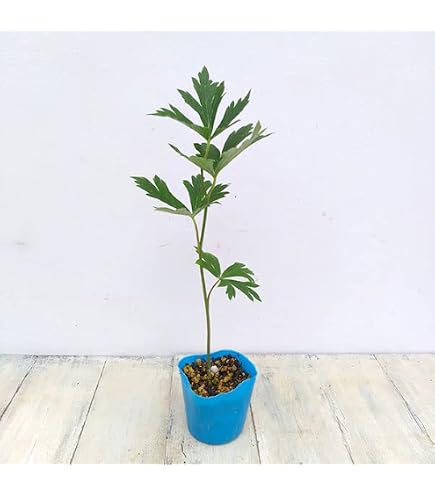 Amazon.co.jp: 蜜源 ケンポナシ 0.3~0.5m 苗 3本セット : DIY Amazon.co.jp: 蜜源 ケンポナシ 0.3~0.5m 苗 3本セット : DIY