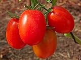 赤いトマト種子Domashniy Raznosolウクライナ酸洗家宝NON-GMO