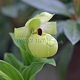 アツモリ草：黄花アツモリソウ（フラバム）3.5号ポット[敦盛草][蘭の仲間・中国産] ノーブランド品