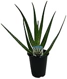 花市場直送便 アロエベラ 4寸 11入