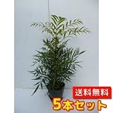 【ノーブランド品】 マホニア・コンフューサ 樹高0.25m前後 15cmポット 【5本セット】