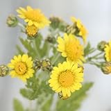 アワコガネギク