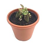 食虫植物 Cephalotus folliculariｓ Giant Y's / 2.5号鉢 /（Sサイズ）/ セファロタス フォリキュラリス ジャイアント