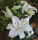 オリエンタルユリ　ノバゼンブラ　１球入