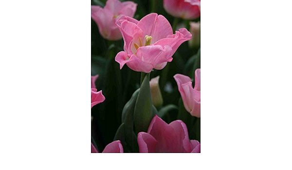 Amazon 即納出来ます 秋植え球根 チューリップ クラウンオブダイナスティー ５球パック 冠咲き品種 球根