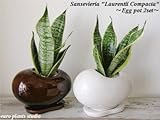Sansevieria Laurentii Compacta / Egg Pot  White&Brown 2set / サンセベリア・ローレンティー・コンパクタ / エッグポット・ホワイト＆ブラウン